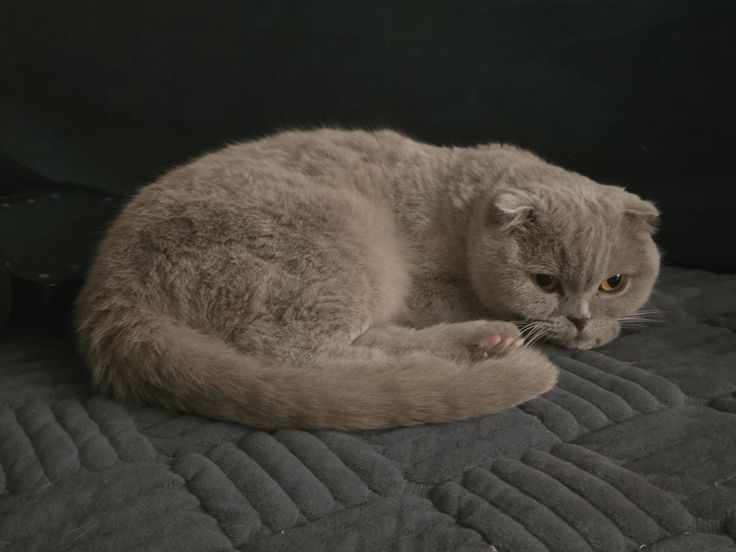 Соня