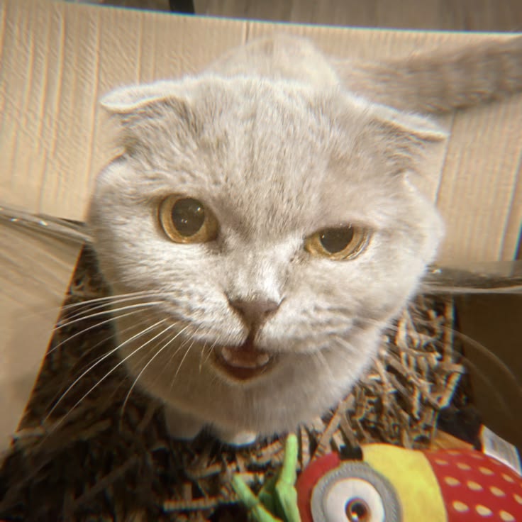 Соня
