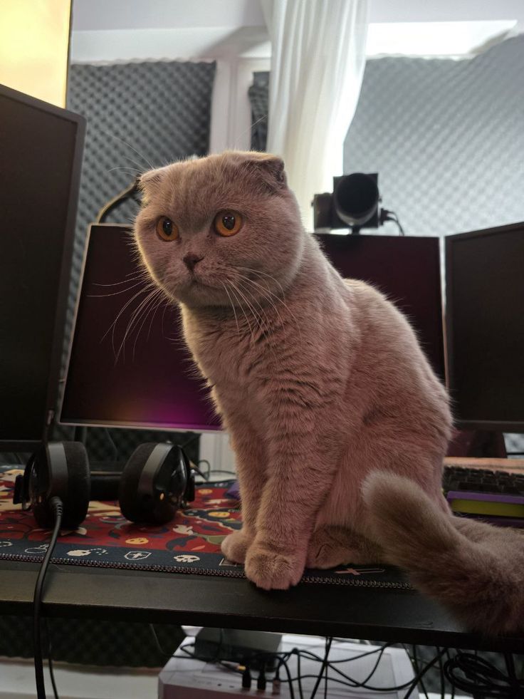 Соня